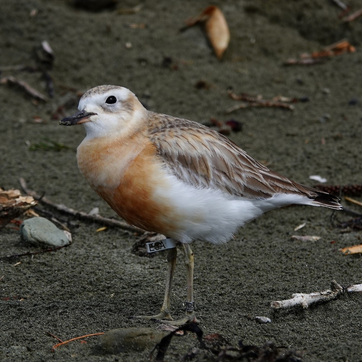 Red-breasted Dotterel - ML641683635
