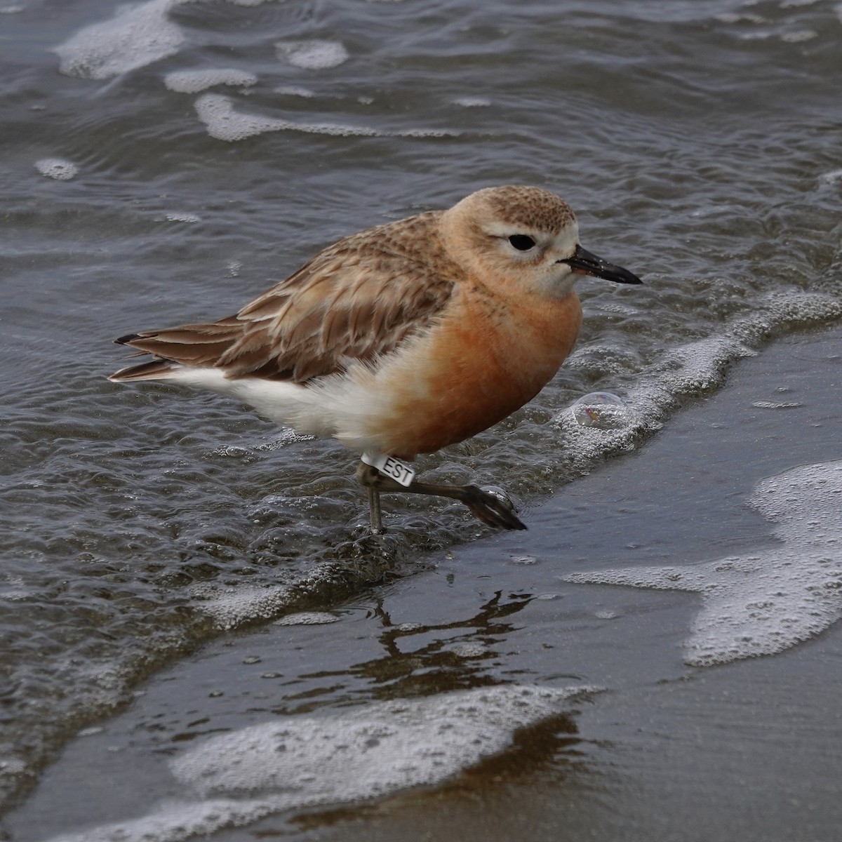 Red-breasted Dotterel - ML641683636