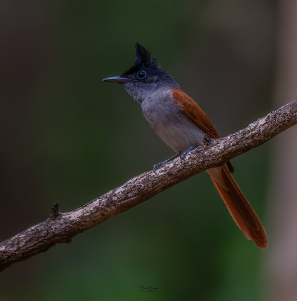 カワリサンコウチョウ - ML641683640