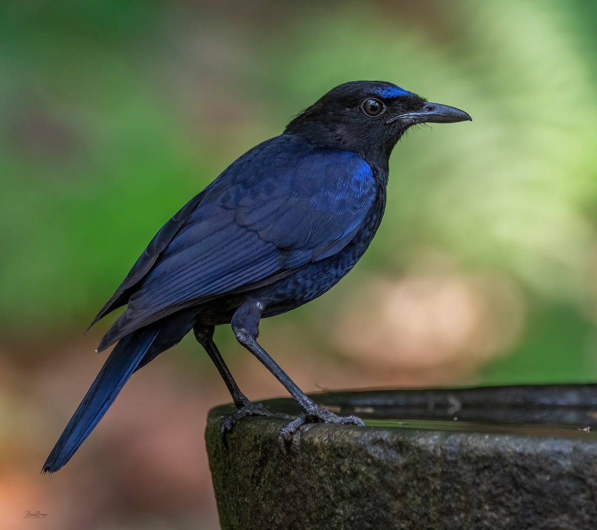 Malabar Whistling-Thrush - ML641683647