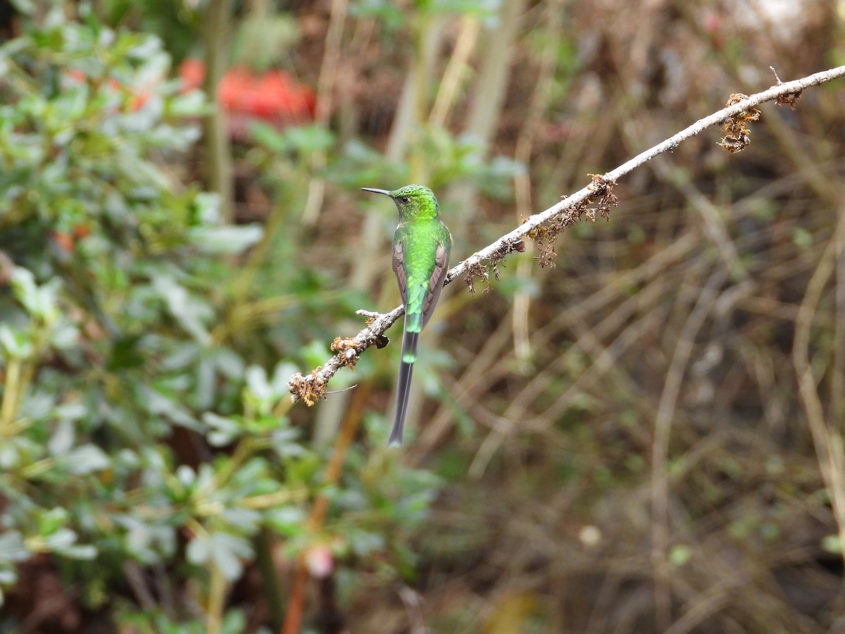 Green-tailed Trainbearer - ML641683652