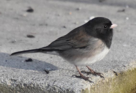 Dark-eyed Junco - ML641683659
