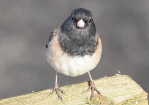 Dark-eyed Junco - ML641683662