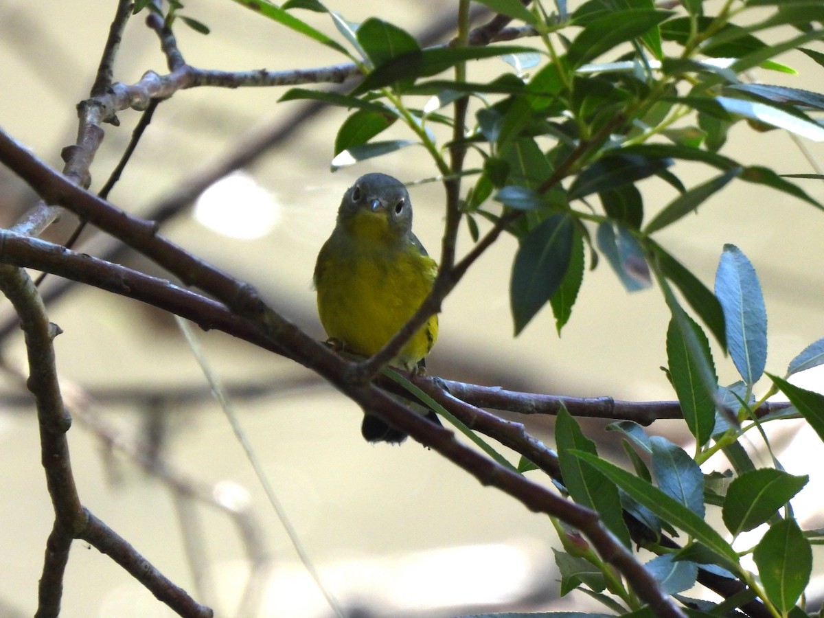 Magnolia Warbler - ML641683670