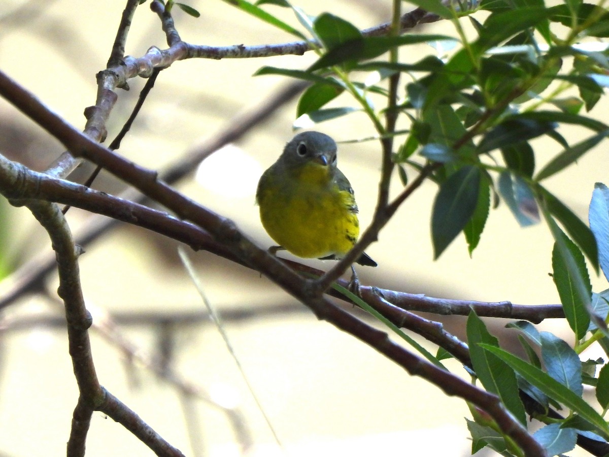Magnolia Warbler - ML641683671