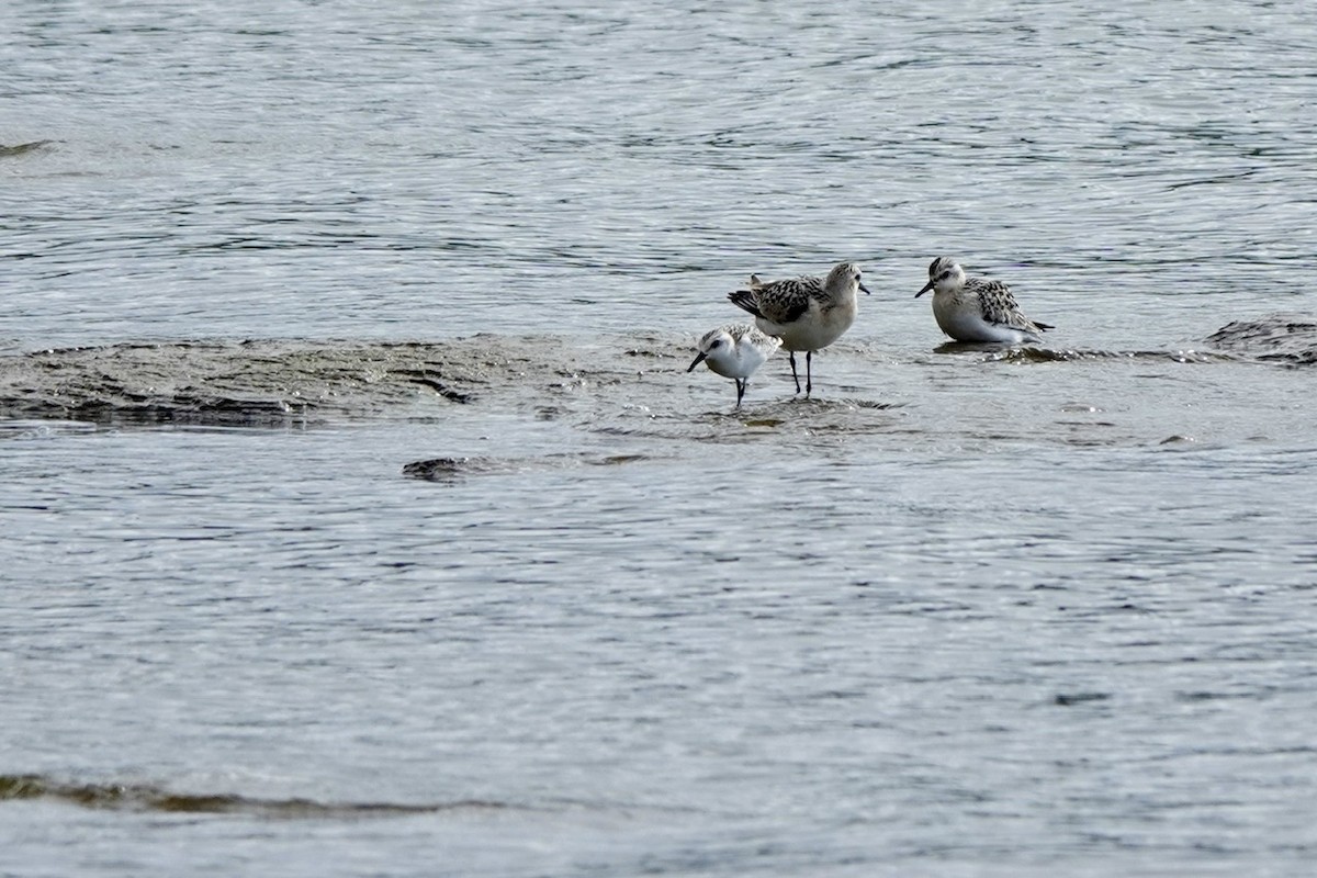 Sanderling - ML641683674