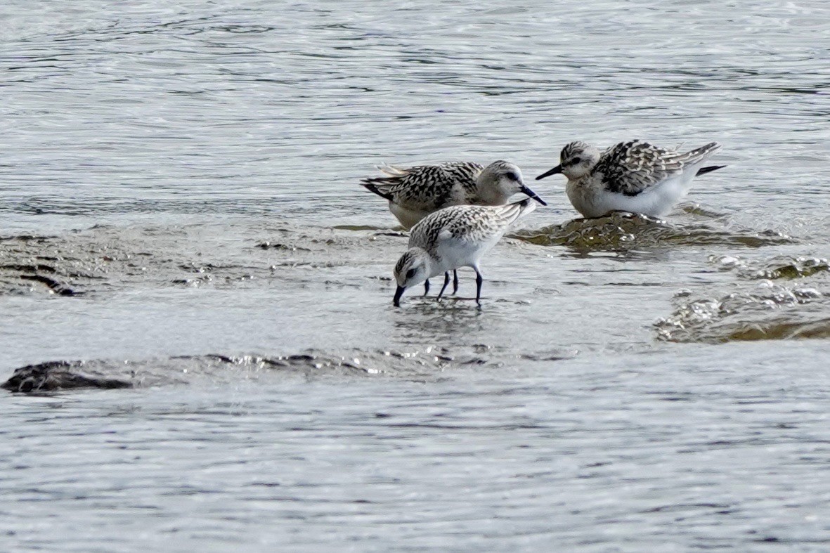 Sanderling - ML641683675
