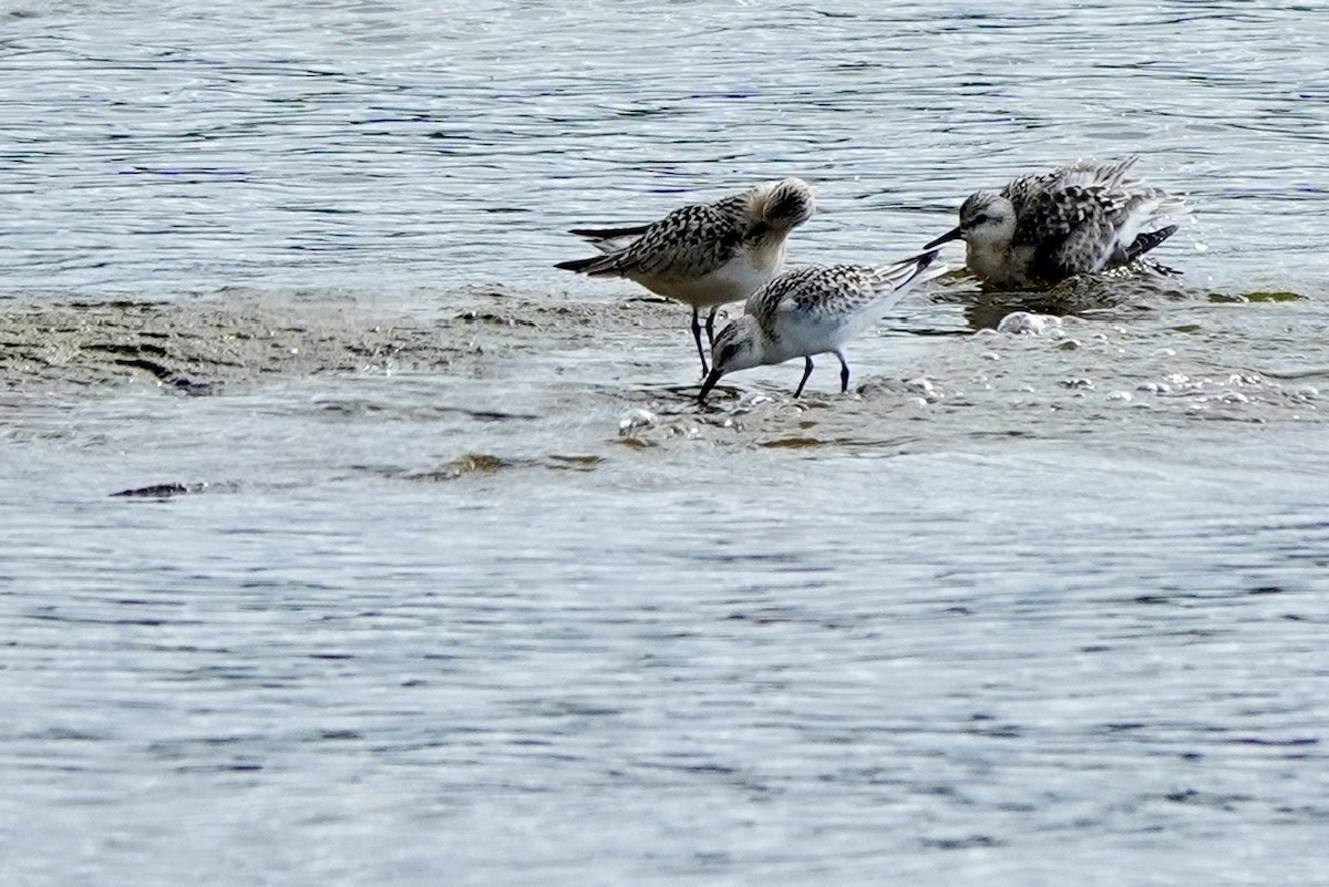 Sanderling - ML641683676