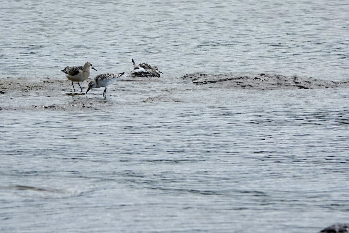 Sanderling - ML641683677