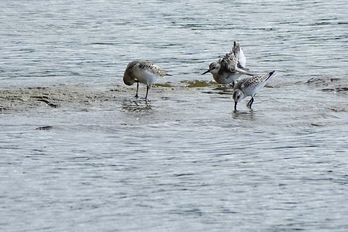 Sanderling - ML641683678