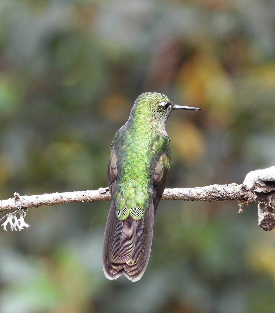 Tyrian Metaltail - ML641683681