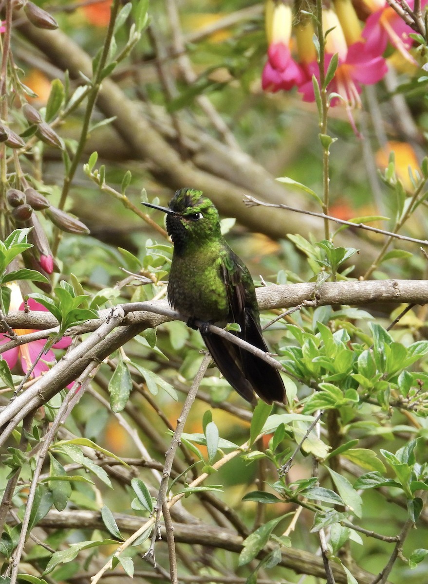 Tyrian Metaltail - ML641683682