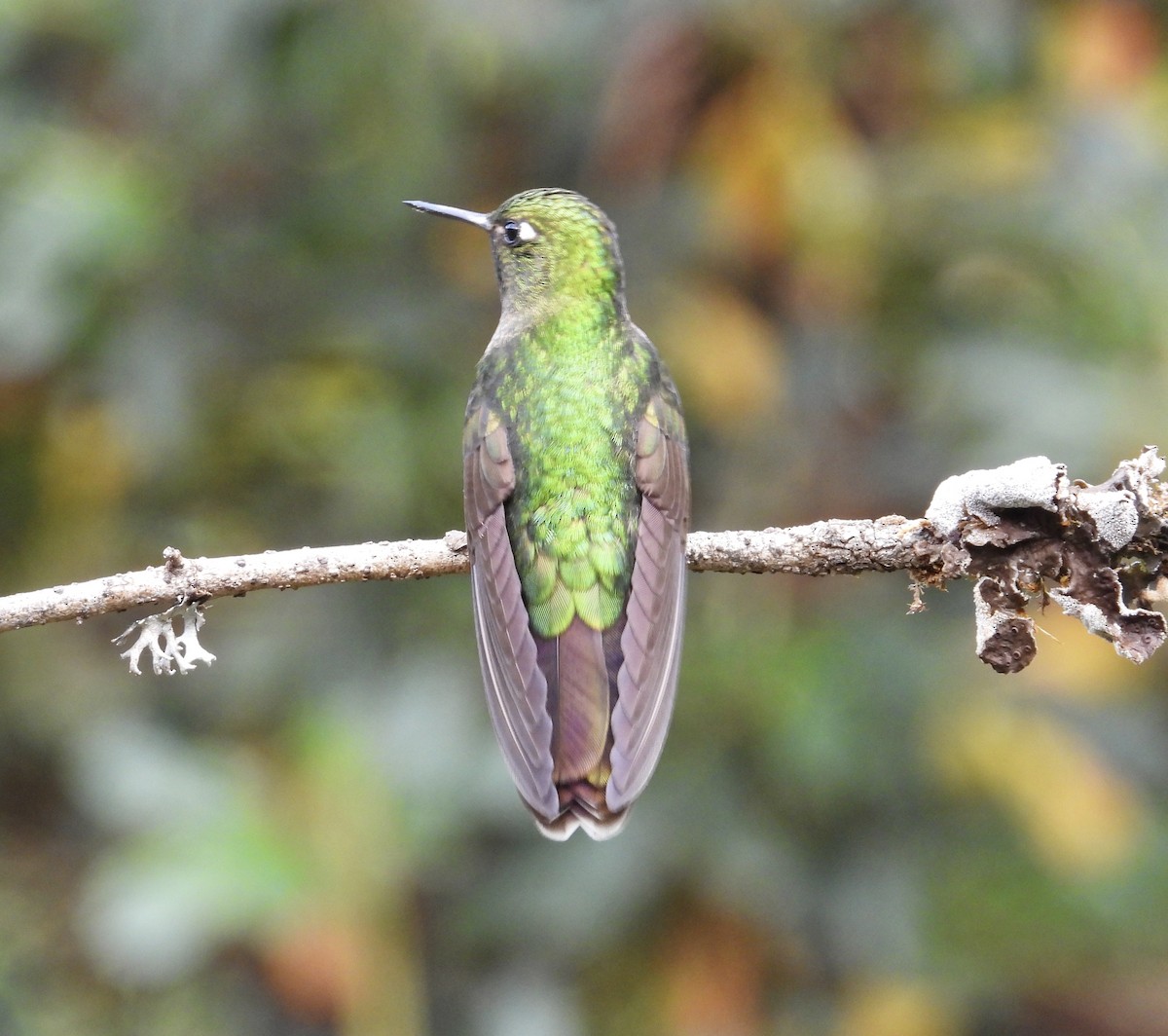 Tyrian Metaltail - ML641683683