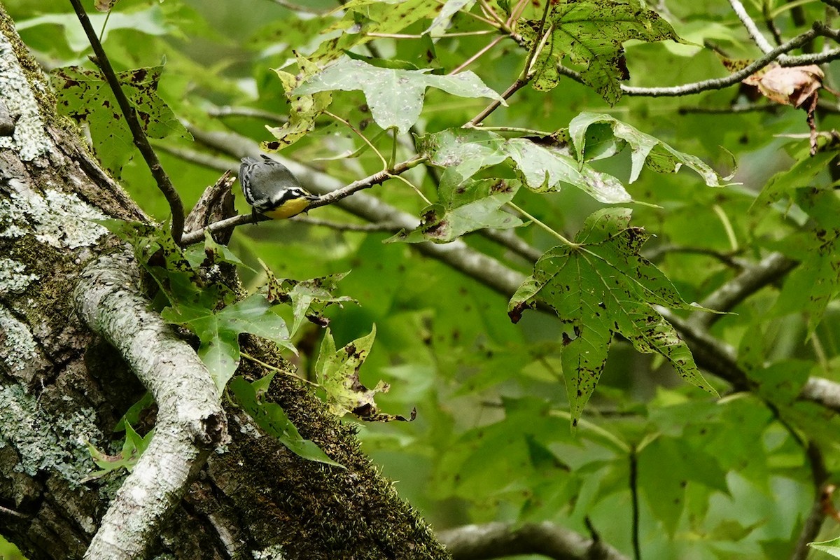 Goldkehl-Waldsänger - ML641683758