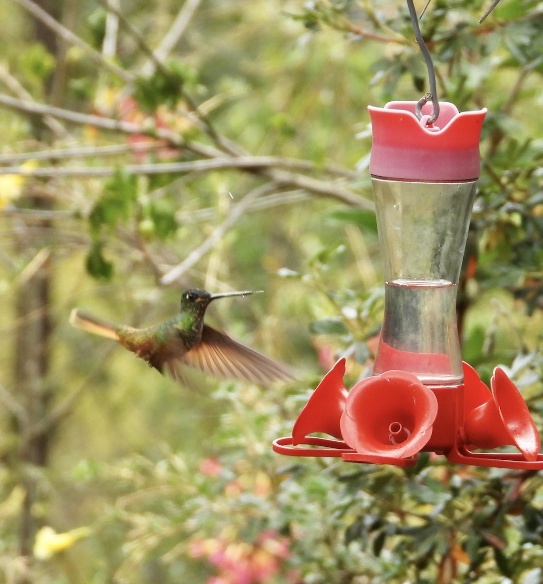 Violet-throated Starfrontlet - ML641683777