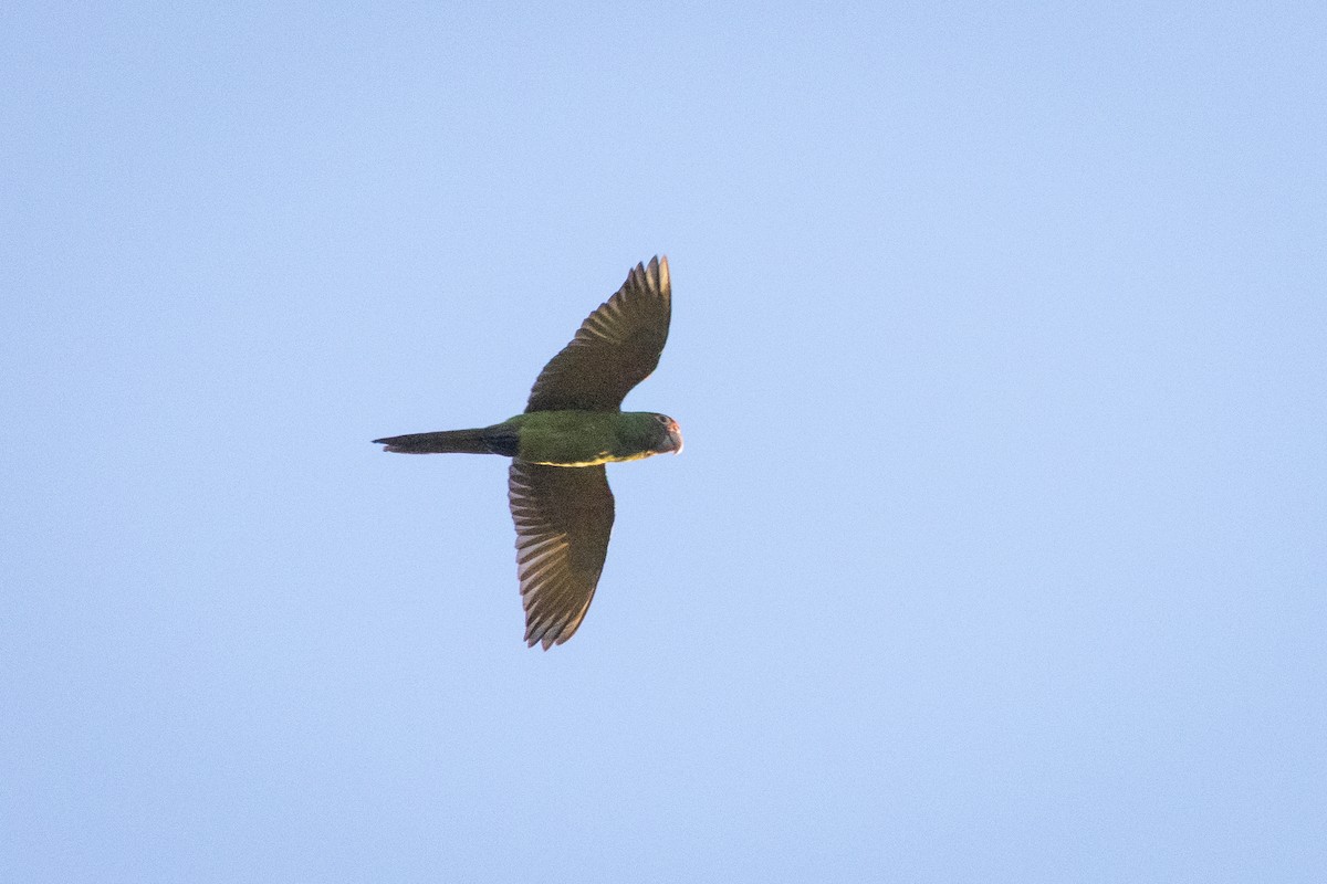 Mitred Parakeet - ML641683779