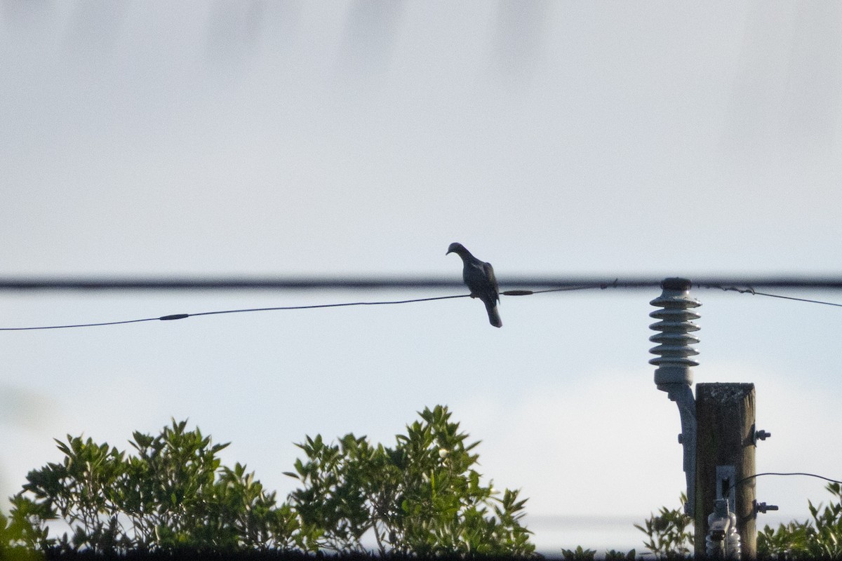 White-crowned Pigeon - ML641683786