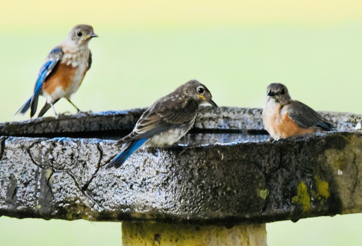 Eastern Bluebird - ML641683791