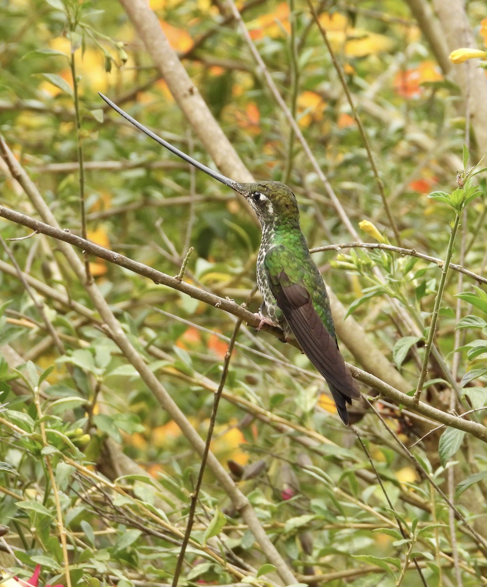 Sword-billed Hummingbird - ML641683799