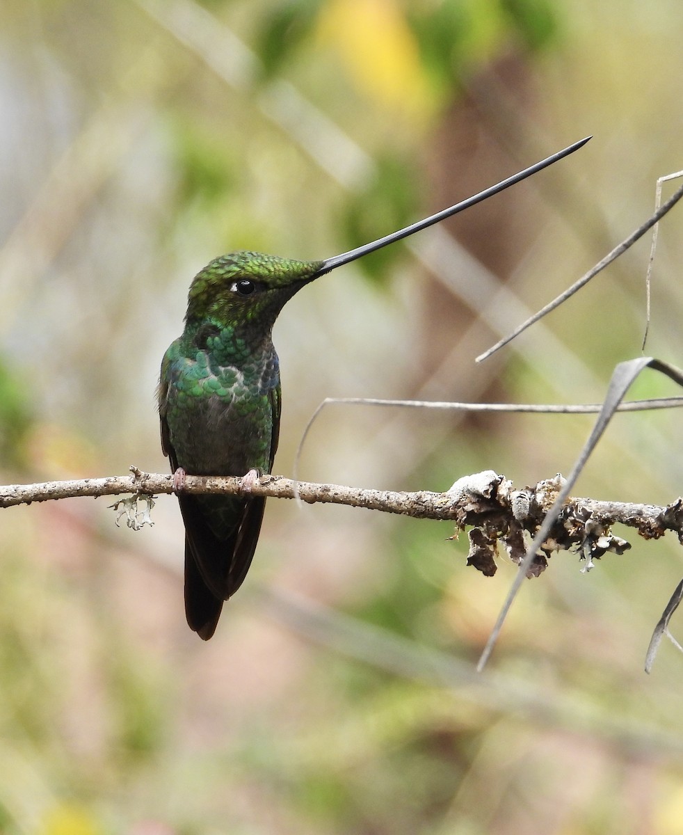 Sword-billed Hummingbird - ML641683800