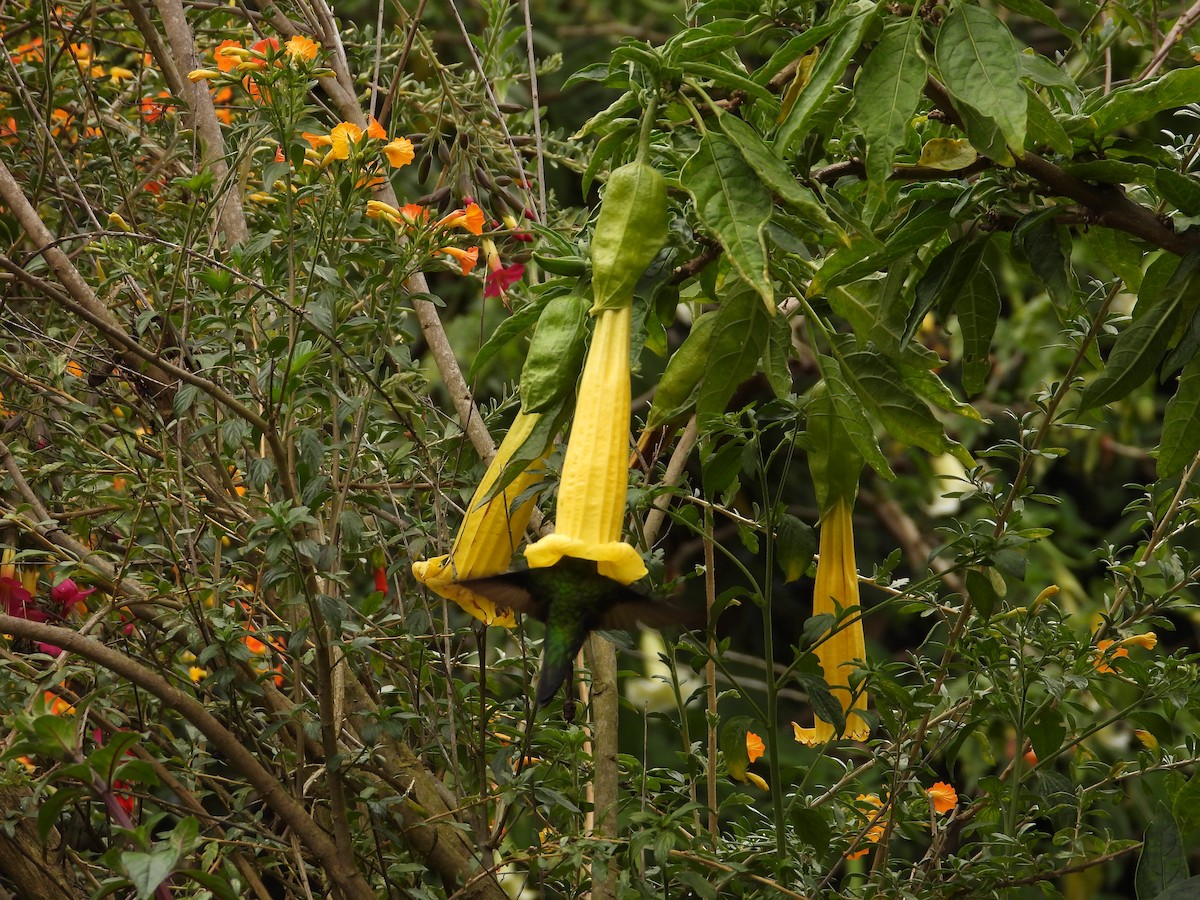 Sword-billed Hummingbird - ML641683801