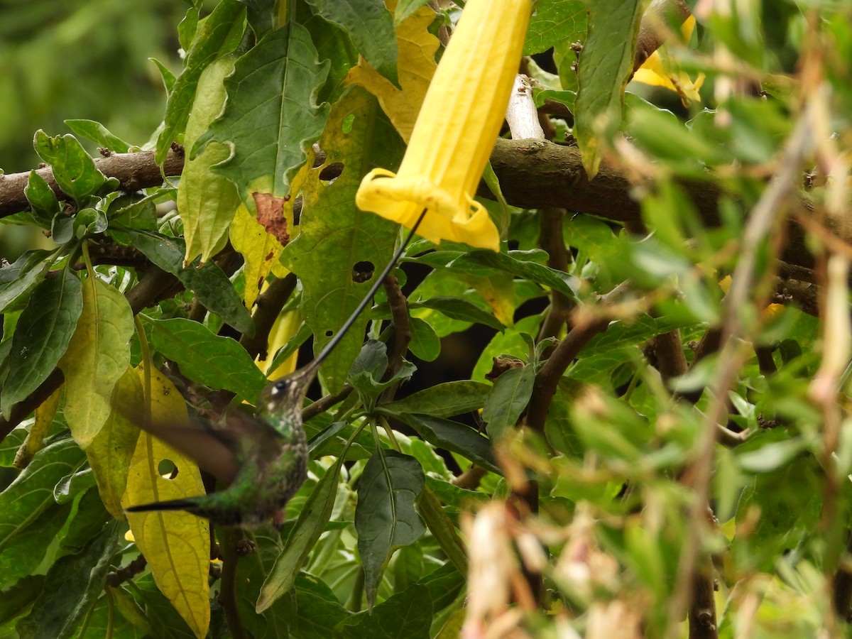 Sword-billed Hummingbird - ML641683802