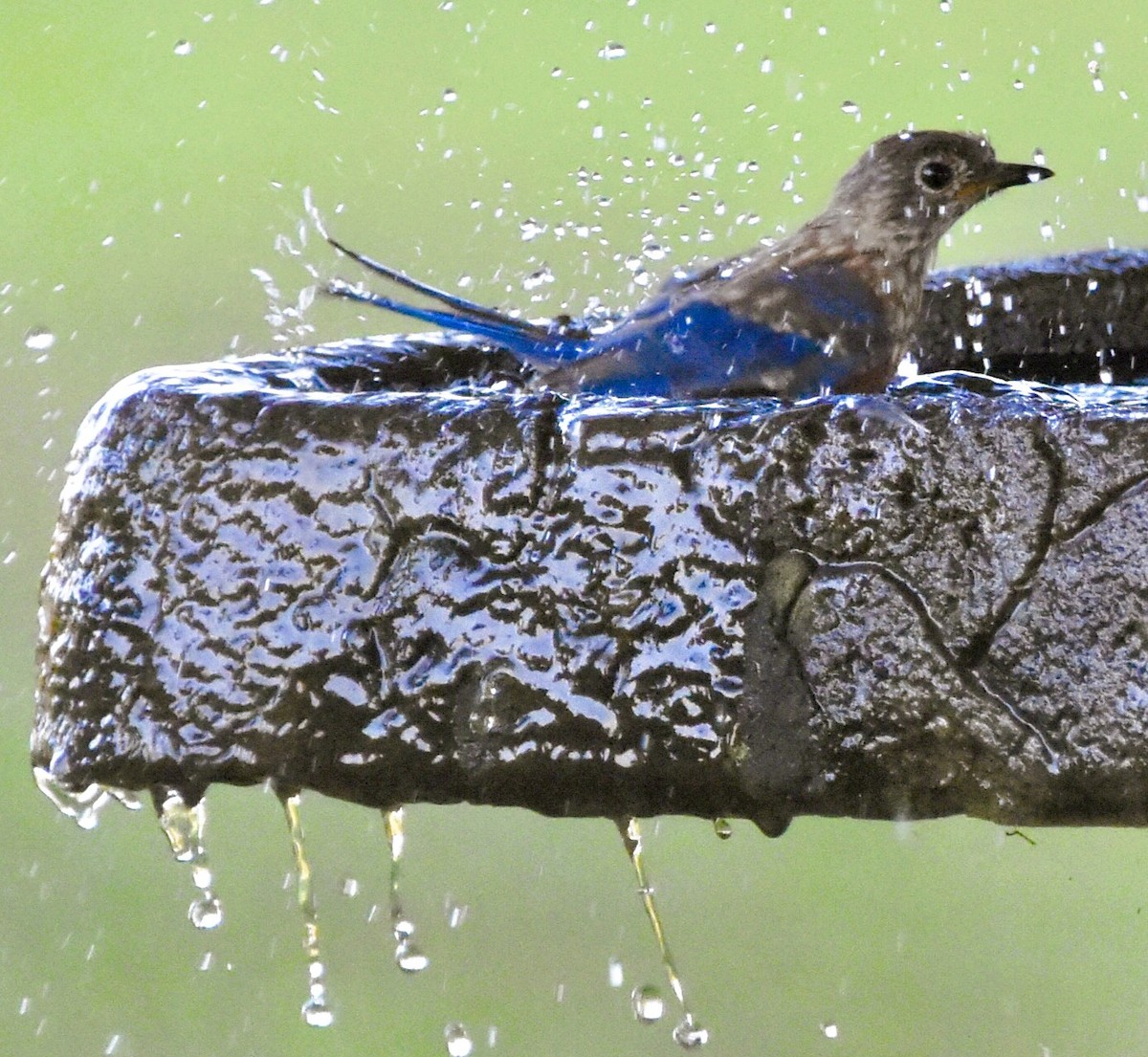 Eastern Bluebird - ML641683806