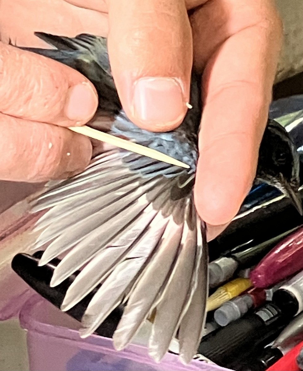 Black-throated Blue Warbler - ML641683817