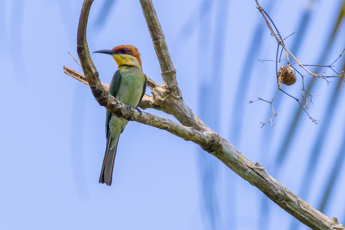 Chestnut-headed Bee-eater - ML641683823