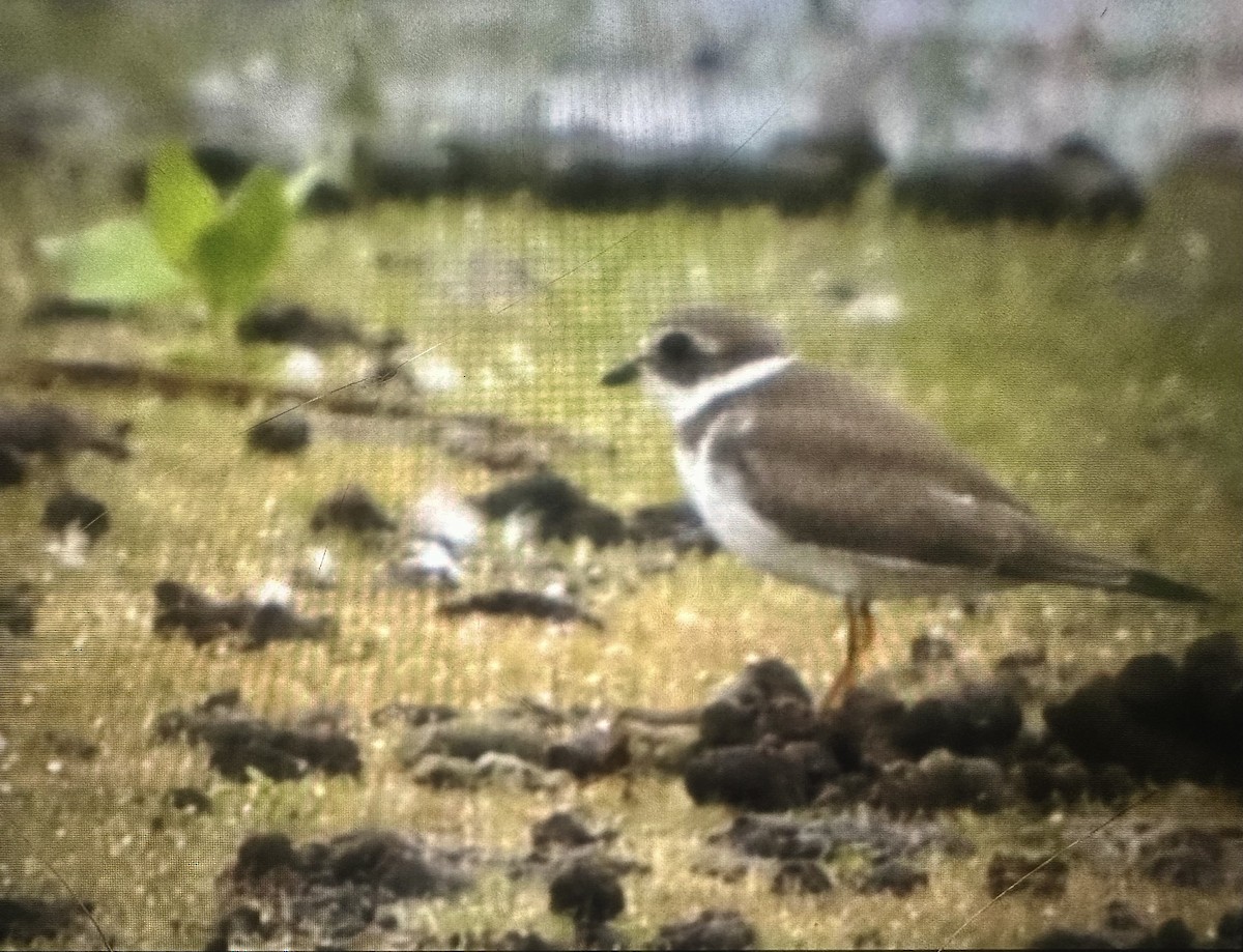 Semipalmated Plover - ML641683832