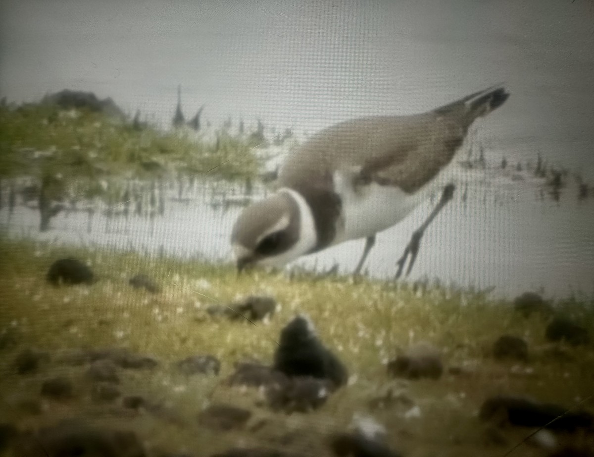 Semipalmated Plover - ML641683848
