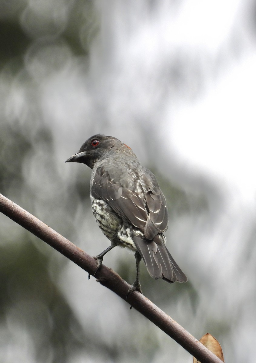 Red-crested Cotinga - ML641683874