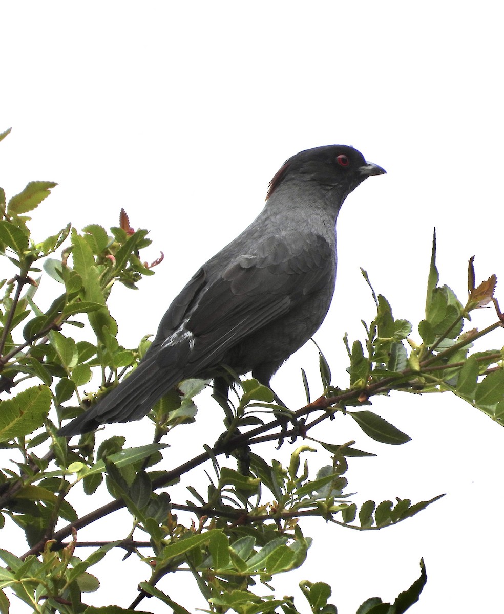 Red-crested Cotinga - ML641683875