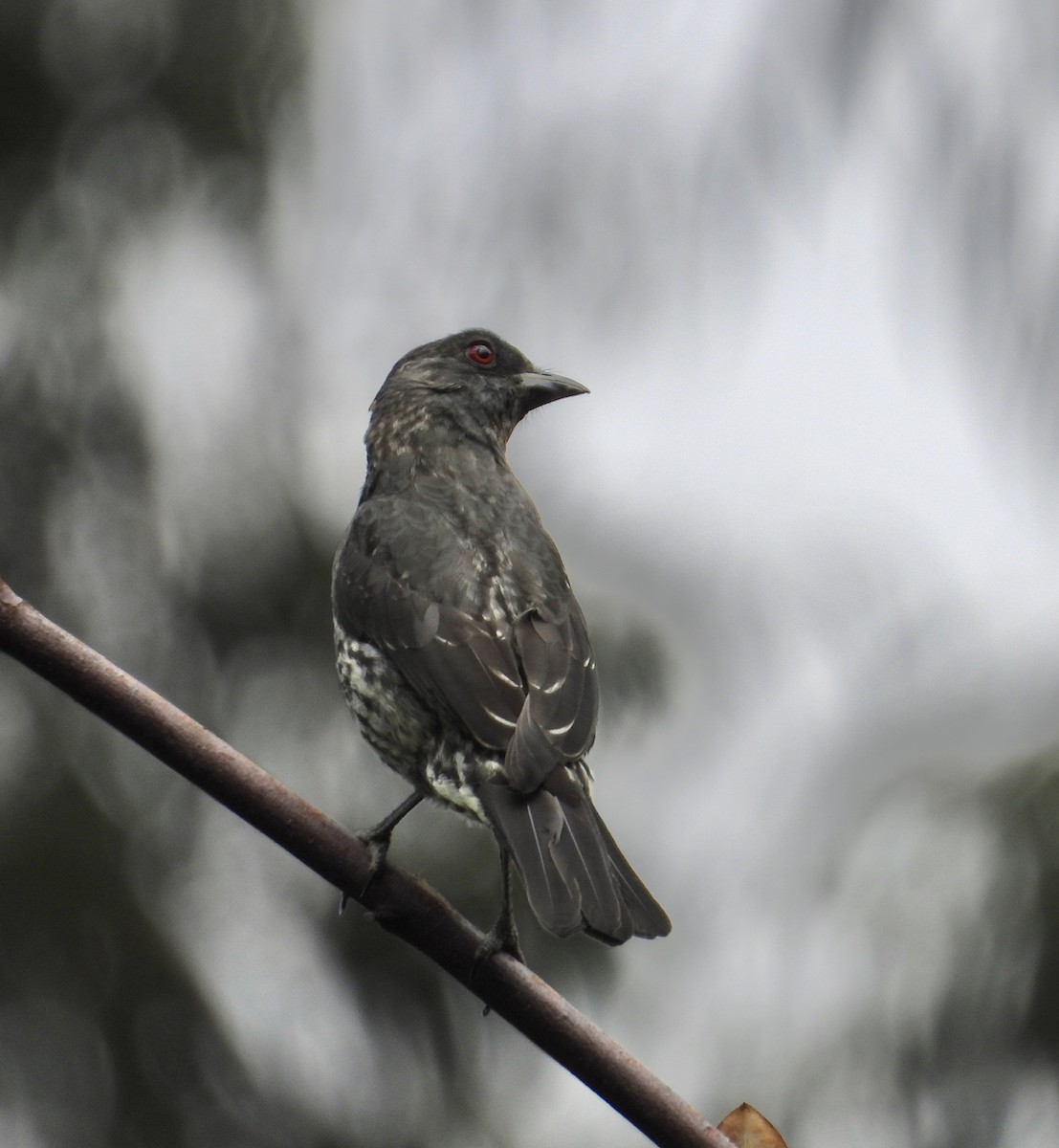Red-crested Cotinga - ML641683876