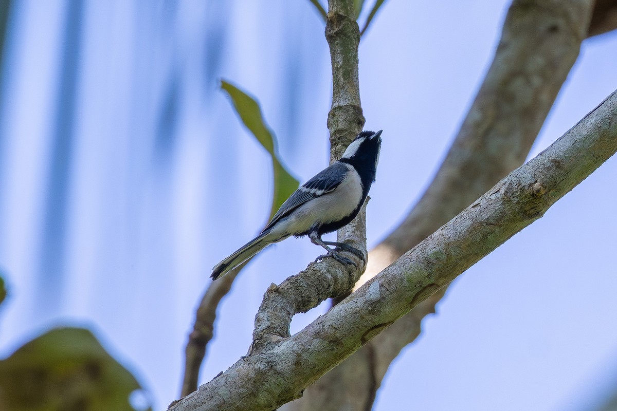 Asian Tit (Cinereous) - ML641683901