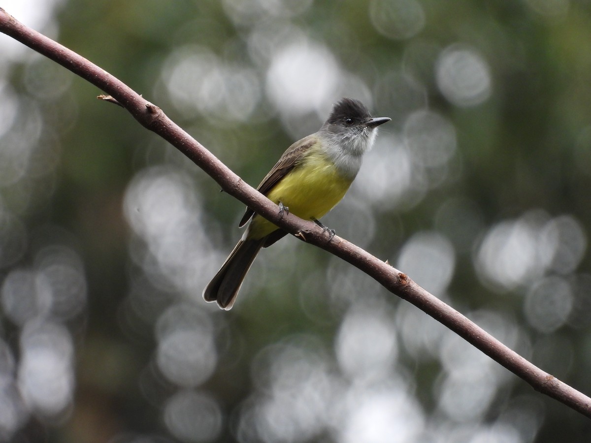 Dusky-capped Flycatcher - ML641683902