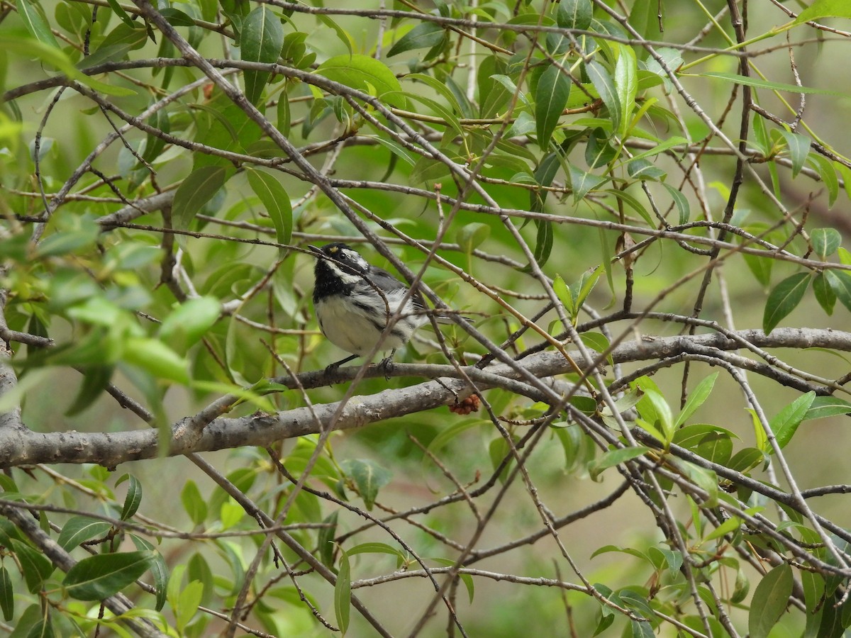 Black-throated Gray Warbler - ML641683906