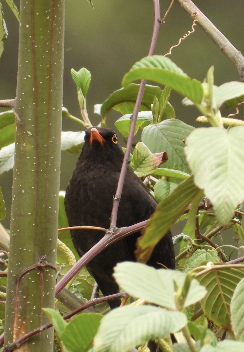 Great Thrush - ML641683925