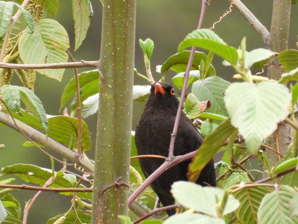 Great Thrush - ML641683926