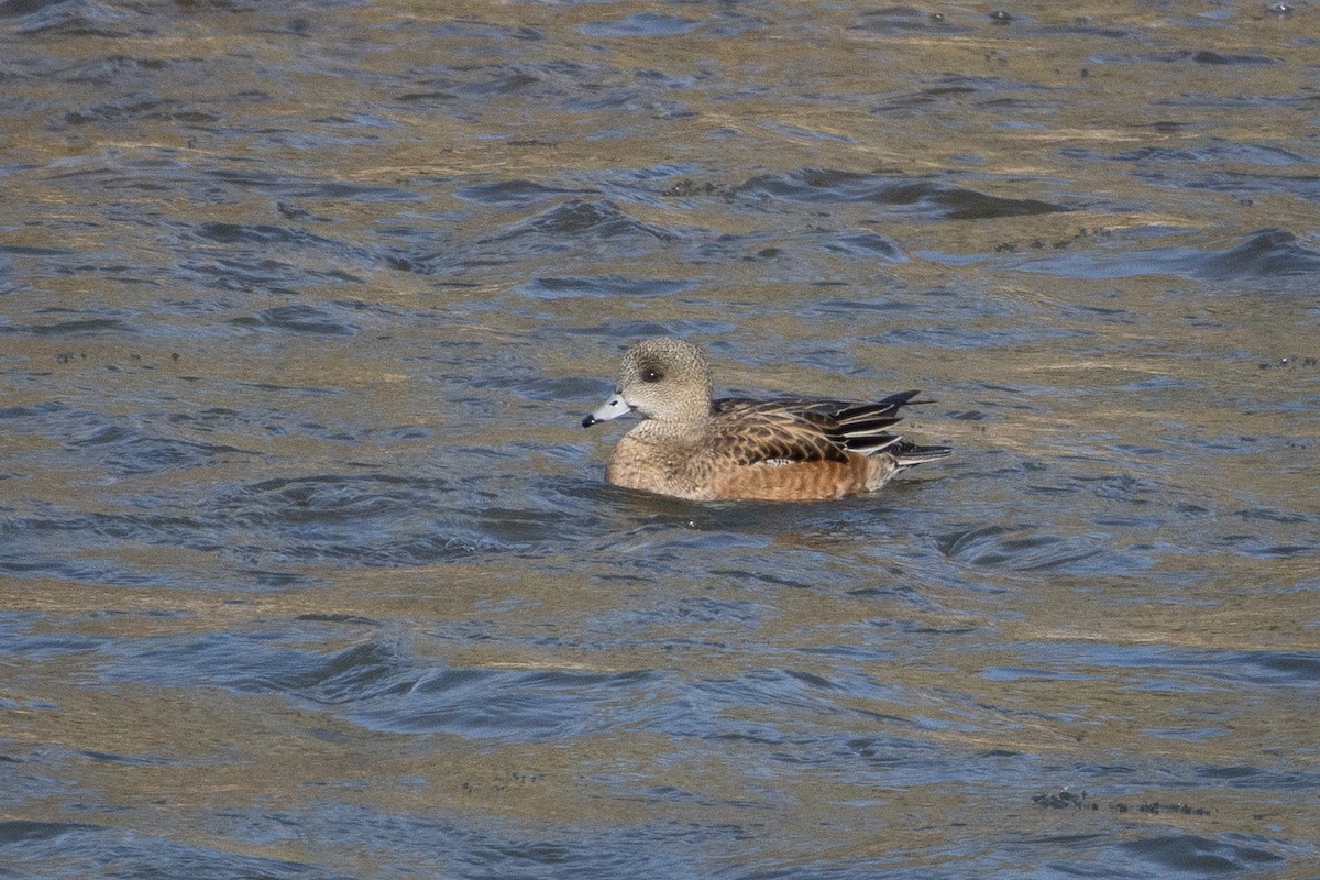 American Wigeon - ML641683932