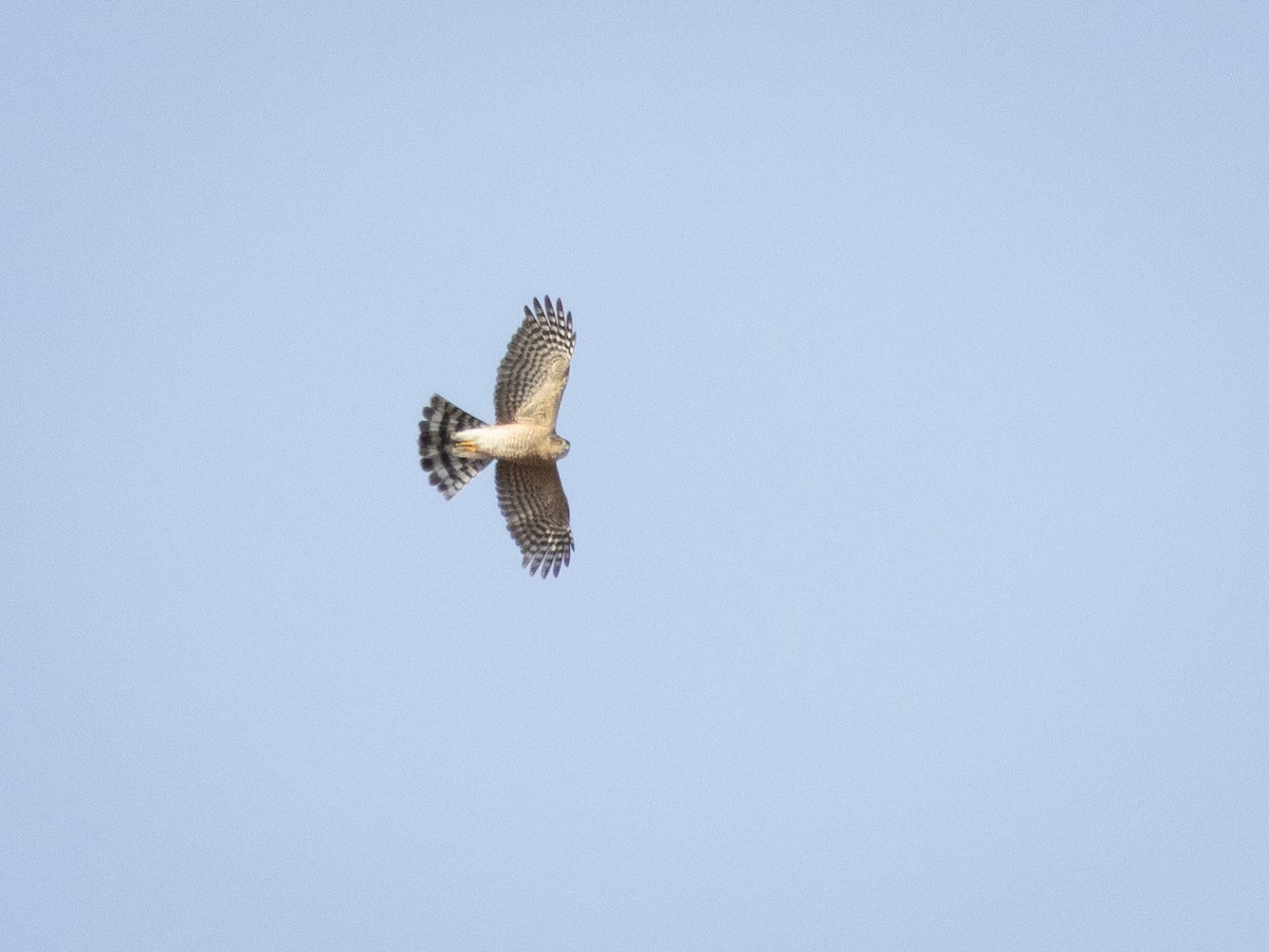 Sharp-shinned Hawk - ML641683940