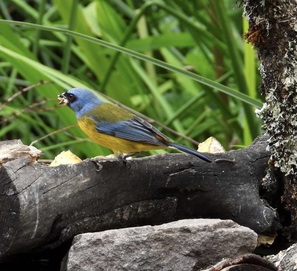 Blue-and-yellow Tanager - ML641683945
