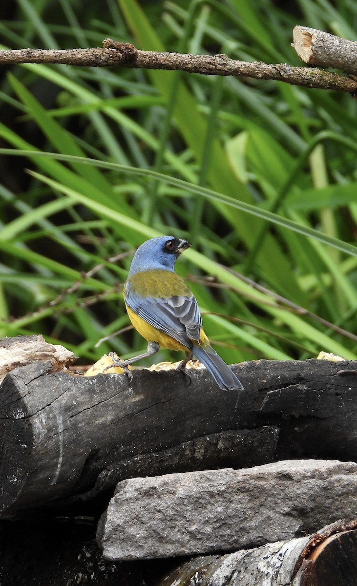 Blue-and-yellow Tanager - ML641683946