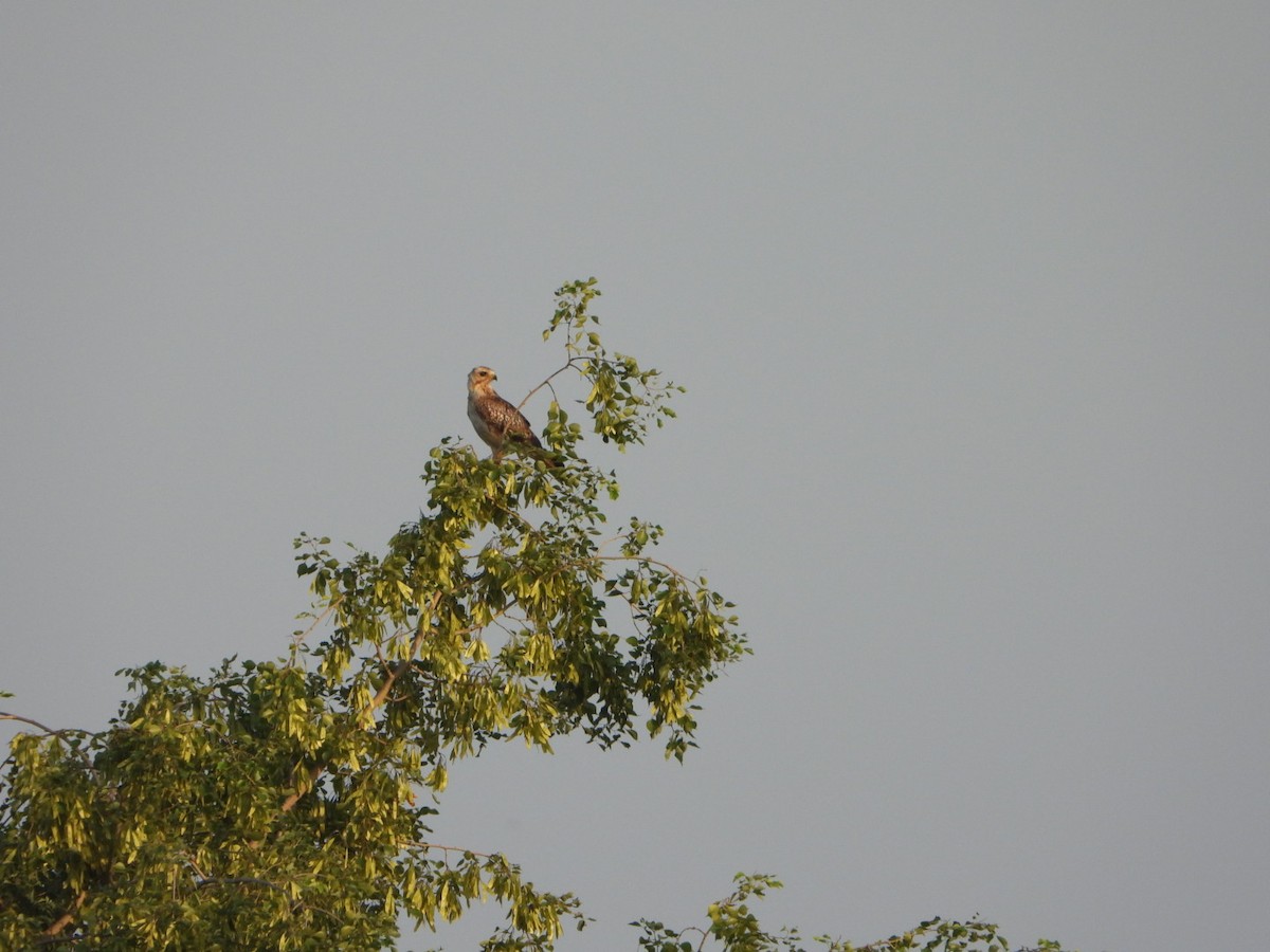 White-eyed Buzzard - ML641683962