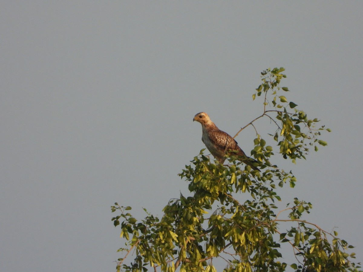 White-eyed Buzzard - ML641683963