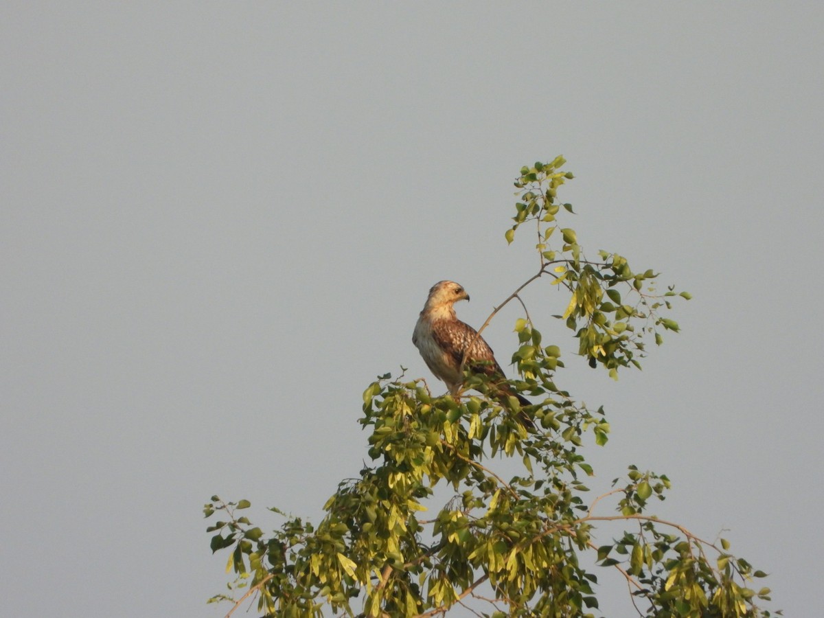 White-eyed Buzzard - ML641683965