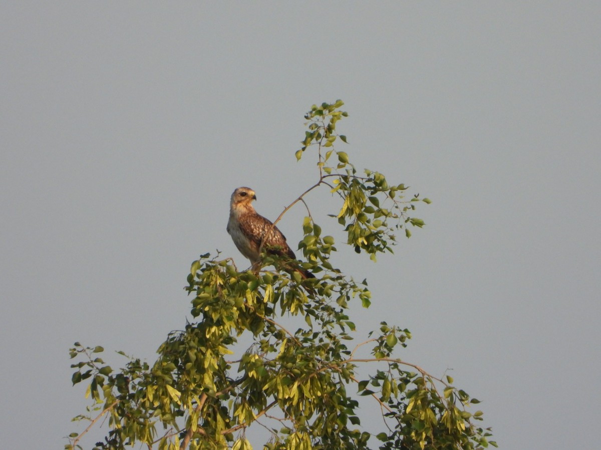 White-eyed Buzzard - ML641683966