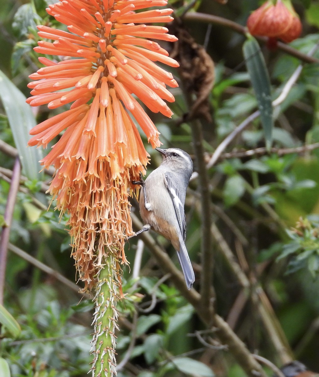 Cinereous Conebill - ML641683968