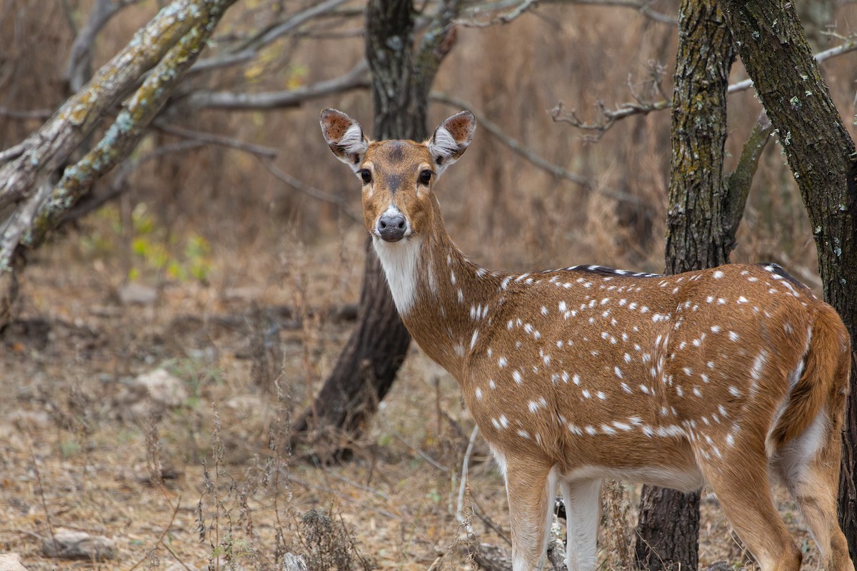 Chital - ML641683986