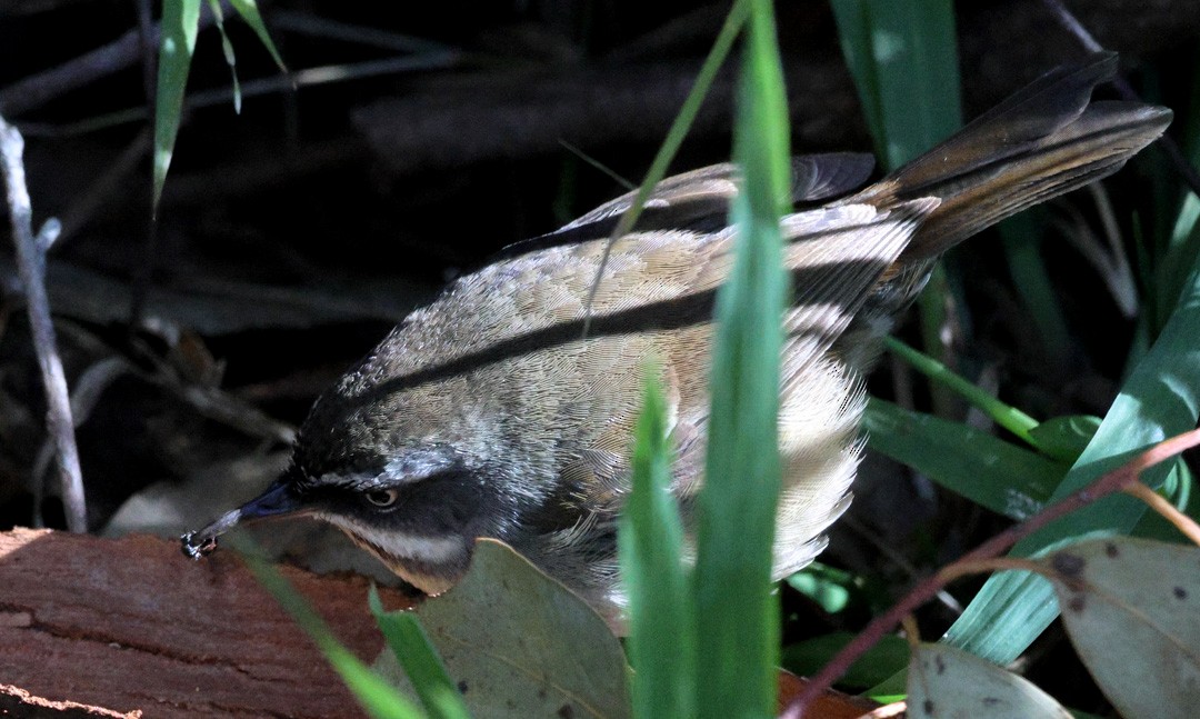 White-browed Scrubwren (White-browed) - ML641683993